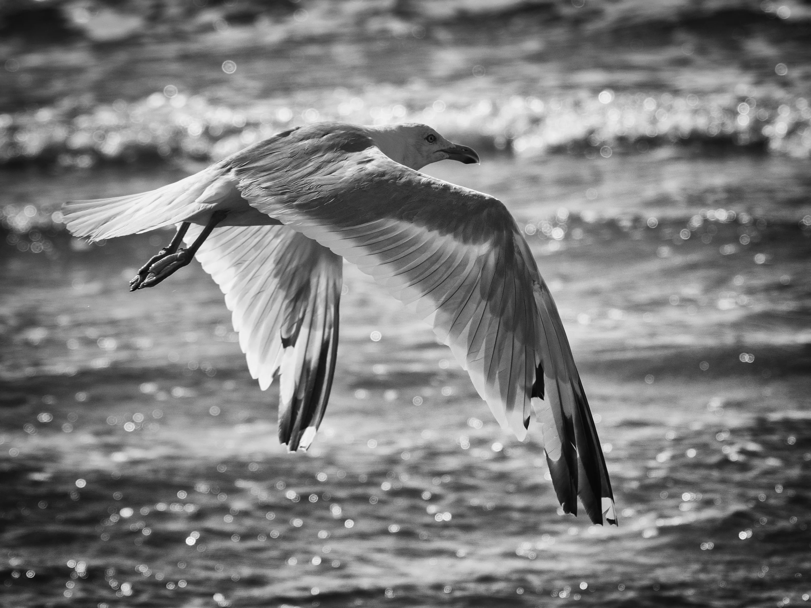 Möwe im Flug über glitzerndem Wasser